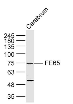 FE65 Rabbit Polyclonal Antibody