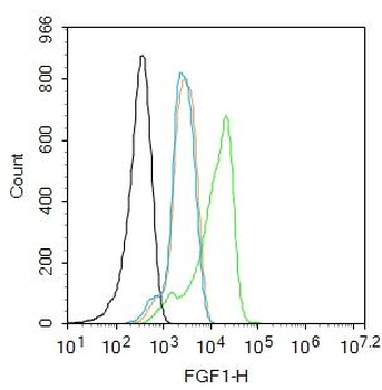 FGF1 Rabbit Polyclonal Antibody