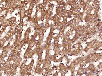 FGF3 Rabbit Polyclonal Antibody