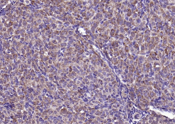 FGF8 Rabbit Polyclonal Antibody