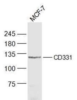 FGFR1 Rabbit Polyclonal Antibody