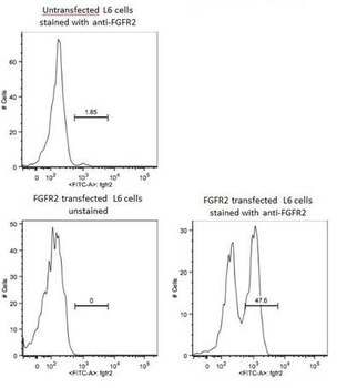 FGFR2 Rabbit Polyclonal Antibody