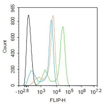 FLIP Rabbit Polyclonal Antibody