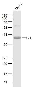 FLIP Rabbit Polyclonal Antibody