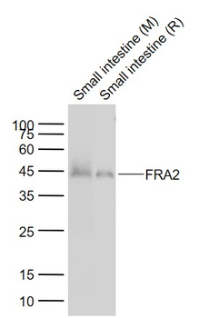 FRA2 Rabbit Polyclonal Antibody