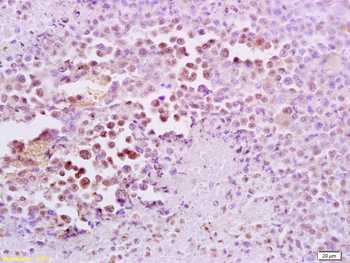 FRA2 Rabbit Polyclonal Antibody