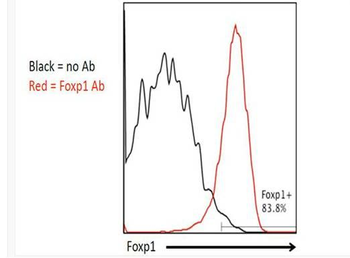 FoxP1 Rabbit Polyclonal Antibody