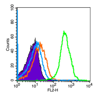 FoxP3 Rabbit Polyclonal Antibody