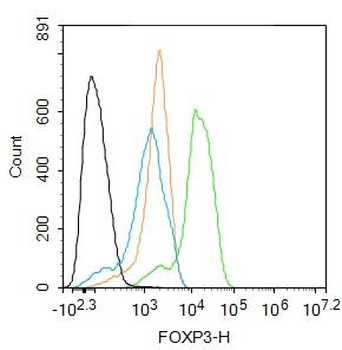 FoxP3 Rabbit Polyclonal Antibody