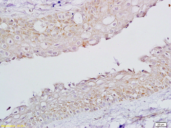 FSH receptor Rabbit Polyclonal Antibody