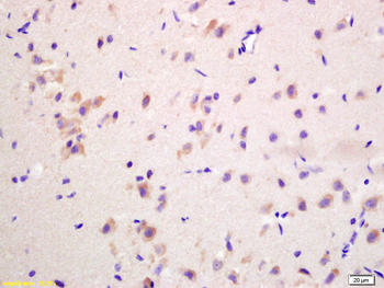 GNB1 Rabbit Polyclonal Antibody