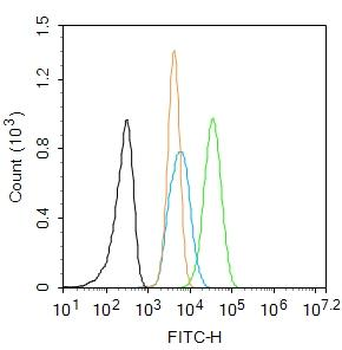 GABABR1 Rabbit Polyclonal Antibody