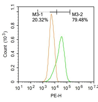 GABABR1 Rabbit Polyclonal Antibody