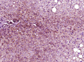 GADD45A Rabbit Polyclonal Antibody