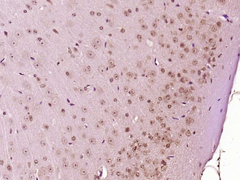 GADD45A Rabbit Polyclonal Antibody