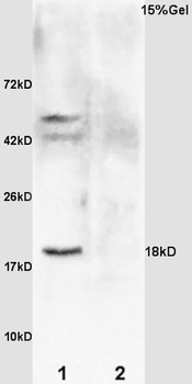 GADD45A Rabbit Polyclonal Antibody