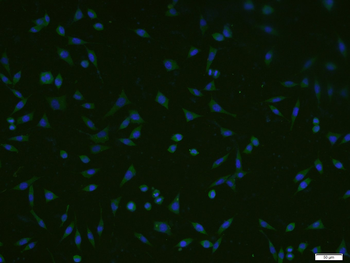 GADD45A Rabbit Polyclonal Antibody