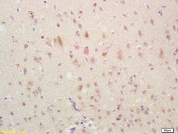 GADD45A Rabbit Polyclonal Antibody