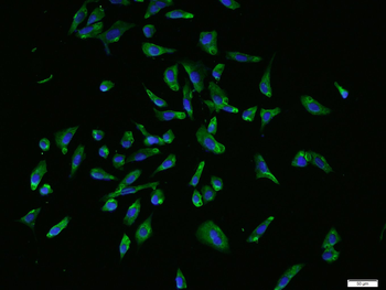 GADD45A Rabbit Polyclonal Antibody