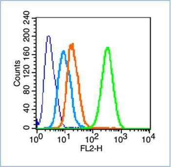 Phospho-GAP43 (Ser41) Rabbit Polyclonal Antibody