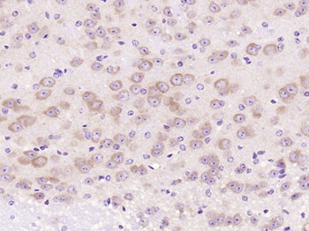 Phospho-GAP43 (Ser41) Rabbit Polyclonal Antibody