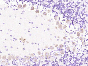 Phospho-GAP43 (Ser41) Rabbit Polyclonal Antibody