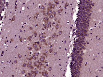 Phospho-GAP43 (Ser41) Rabbit Polyclonal Antibody