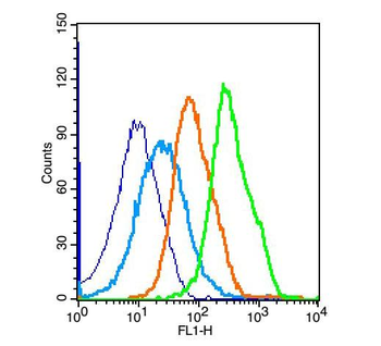 Ceramide glucosyltransferase Rabbit Polyclonal Antibody