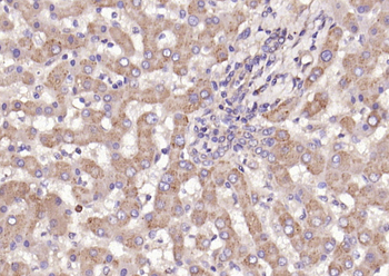 Ceramide glucosyltransferase Rabbit Polyclonal Antibody