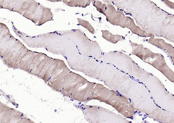 GDF8 Rabbit Polyclonal Antibody