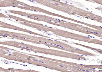 GDF8 Rabbit Polyclonal Antibody