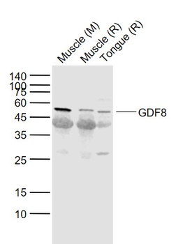 GDF8 Rabbit Polyclonal Antibody