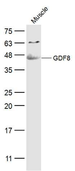 GDF8 Rabbit Polyclonal Antibody