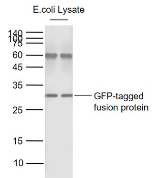 GFP Rabbit Polyclonal Antibody
