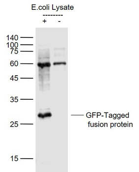 GFP Rabbit Polyclonal Antibody