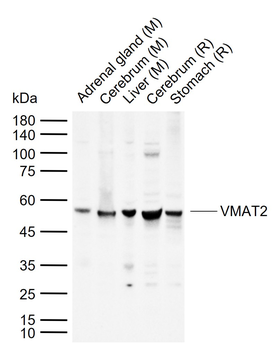 VMAT2 Rabbit Polyclonal Antibody