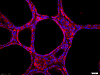 GFRA4 Rabbit Polyclonal Antibody