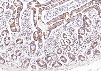 GDNFRA Rabbit Polyclonal Antibody