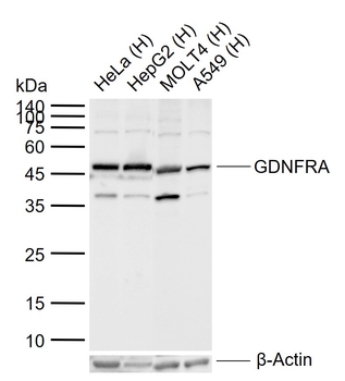 GDNFRA Rabbit Polyclonal Antibody