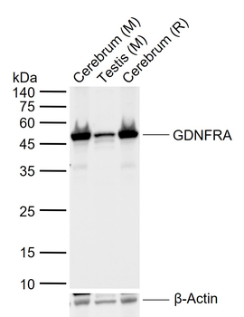 GDNFRA Rabbit Polyclonal Antibody