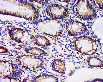 GDNFRA Rabbit Polyclonal Antibody