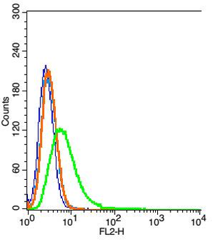 Growth hormone receptor Rabbit Polyclonal Antibody
