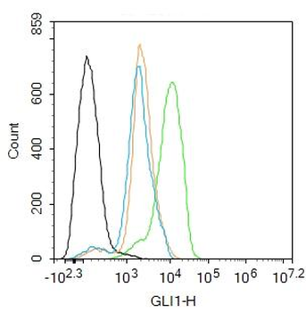 GLI1 Rabbit Polyclonal Antibody