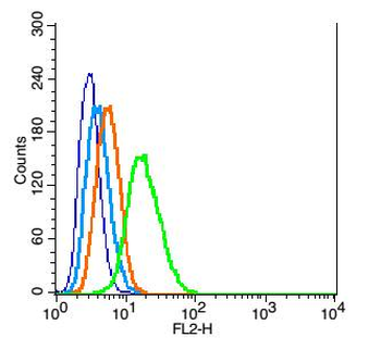 GLI1 Rabbit Polyclonal Antibody