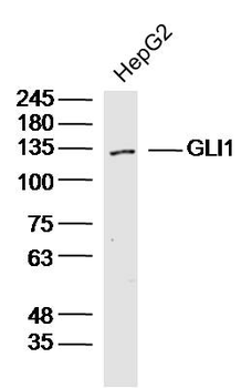 GLI1 Rabbit Polyclonal Antibody
