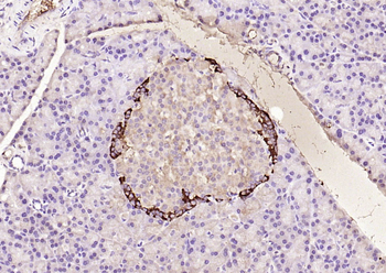 GLP-1 (7-36) Rabbit Polyclonal Antibody