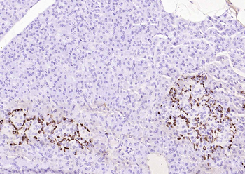 GLP-1 (1G9) Mouse Monoclonal Antibody