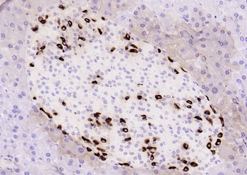 GLP-1 (1G9) Mouse Monoclonal Antibody