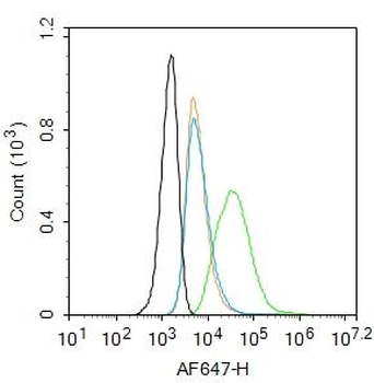 GLP-1R Rabbit Polyclonal Antibody