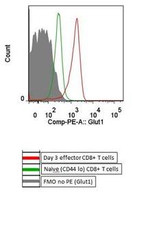 GLUT1 Rabbit Polyclonal Antibody